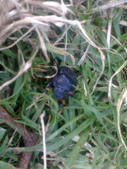 Dichotomius colonicus