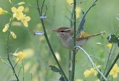 Phylloscopus coronatus