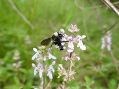 Bombus pensylvanicus image