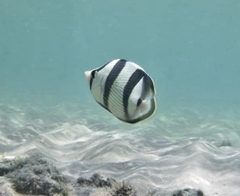 Chaetodon striatus