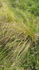 Carex longebrachiata