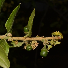 Sarcomphalus mexicanus