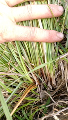 Carex longebrachiata