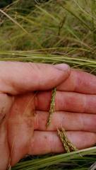 Carex longebrachiata
