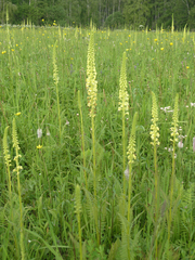 Pedicularis incarnata
