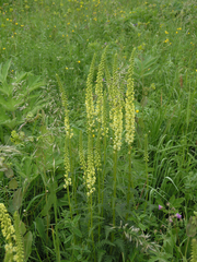 Pedicularis incarnata