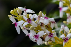 Pseuderanthemum carruthersii