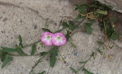 Convolvulus arvensis