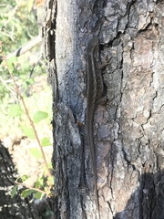Liolaemus schroederi