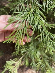 Calocedrus