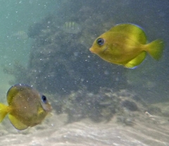 Acanthurus coeruleus