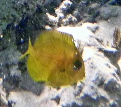 Acanthurus coeruleus