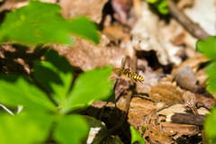 Nomada imbricata