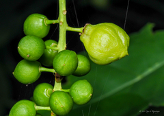 Contarinia virginianiae