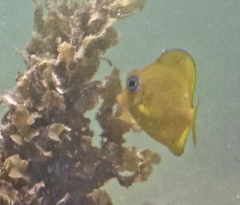 Acanthurus coeruleus
