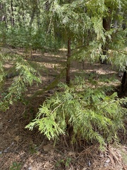 Calocedrus