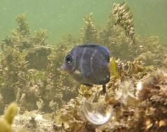Acanthurus coeruleus