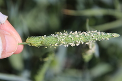 Phalaris canariensis