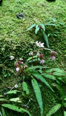 Begonia ambodiforahensis image