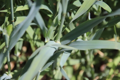 Phalaris canariensis