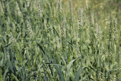 Phalaris canariensis