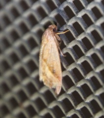 Micrathetis tecnion