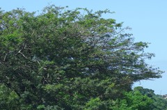 Vachellia sieberiana