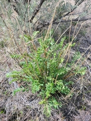 Astragalus eremiticus