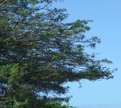 Vachellia sieberiana