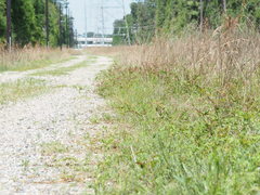 Triodanis perfoliata