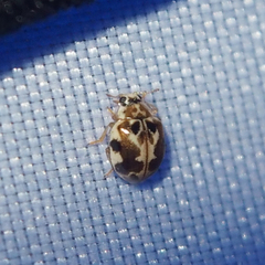 Psyllobora vigintimaculata