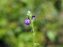 Triodanis perfoliata