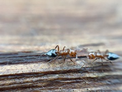 Crematogaster laeviuscula
