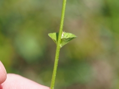 Triodanis perfoliata