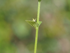 Triodanis perfoliata