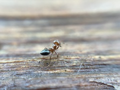Crematogaster laeviuscula