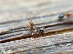 Crematogaster laeviuscula