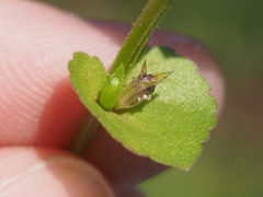 Triodanis perfoliata