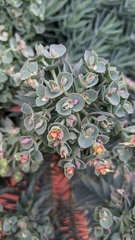 Myrsiniteae