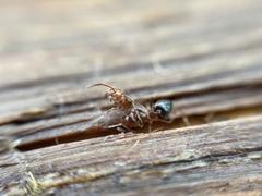 Crematogaster laeviuscula