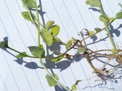 Triodanis perfoliata