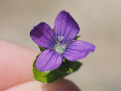 Triodanis perfoliata