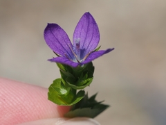 Triodanis perfoliata
