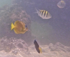 Abudefduf saxatilis