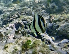 Chaetodon striatus