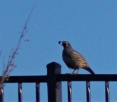 Callipepla californica