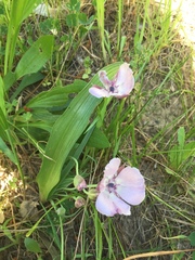Calochortus umbellatus