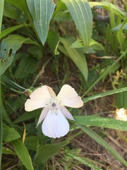 Calochortus umbellatus