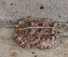 Sclerophrys pusilla