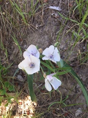 Calochortus umbellatus